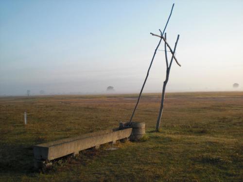 a bench in the middle of a field with a tree at Wein & Landhaus Willi Opitz in Illmitz
