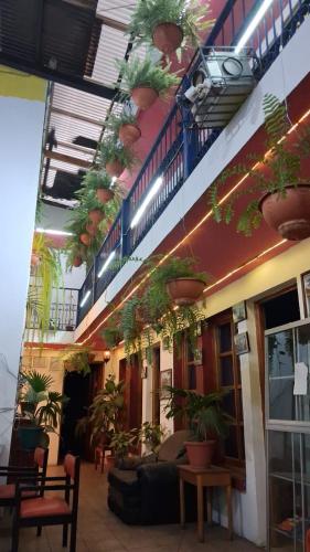 a lobby with potted plants on the ceilings of a building at hotel kasa kamelot parque in Quetzaltenango