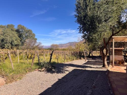 a path through a vineyard with trees and a building at Don Luis Alberto in El Puesto