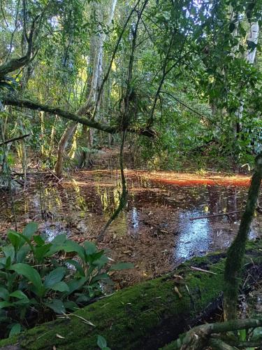 a stream in a forest with trees and water at CascataDiamantePousada in Laurentino