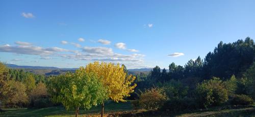 a tree in the middle of a field with trees at E I PERLES de AIME in Laurac-en-Vivarais