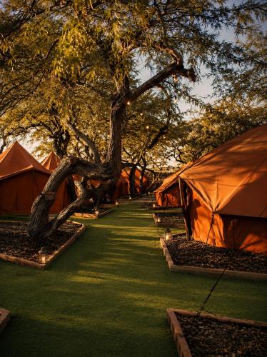 a row of tents and a tree and grass at Desert HoM by GLOW in Naẖal Shittim