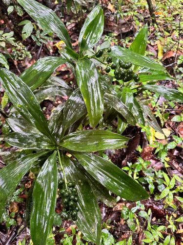 a plant with green leaves on the ground at Sapthagiri Streamways in Madikeri