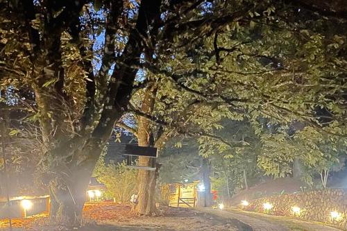 a tree with a street sign in a park at night at VELINN Pousada Canto da Cascata in Camanducaia