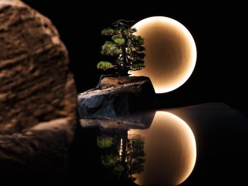 a bonsai tree sitting on top of a rock at YOKI Matsushima in Matsushima