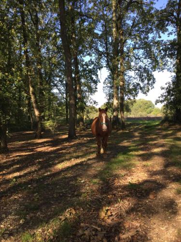 a brown horse walking in a field with trees at Tiny housse in Conne-de-Labarde