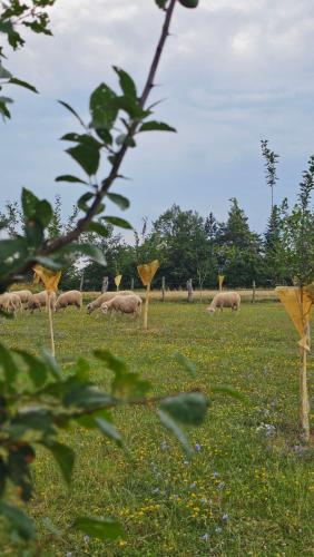 a herd of sheep grazing in a field of grass at Verina kuća in Kosjeric