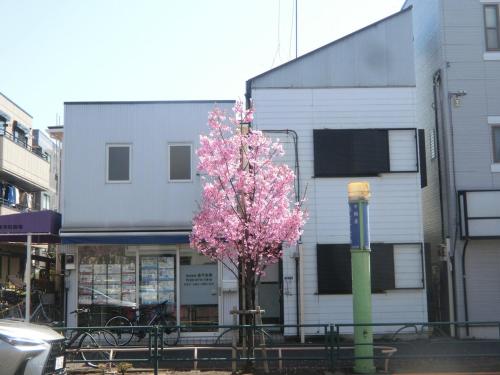 bigslope Hneda