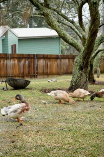 a group of ducks standing in the grass near a tree at Hotel Etico at Mount Victoria Manor in Mount Victoria