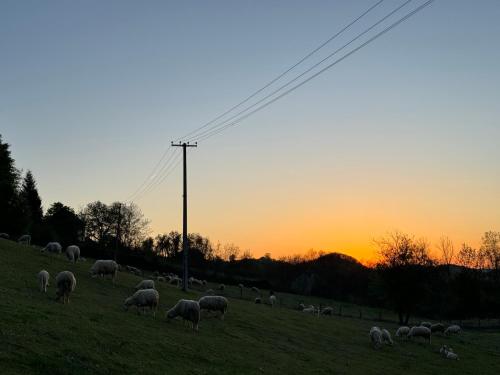a herd of sheep grazing in a field at sunset at Apartman Domaja in Viča