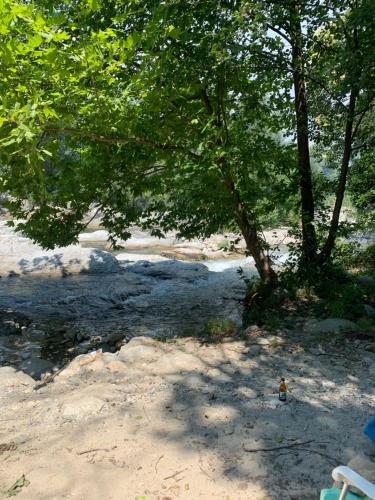 a tree on a sandy beach with a river at Châlet de charme in Taillet