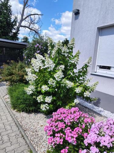 a garden with pink and white flowers next to a building at Eichbachgasse 38 in Graz
