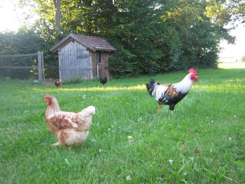 a group of chickens standing in a grass field at Wastlhof in Schorndorf