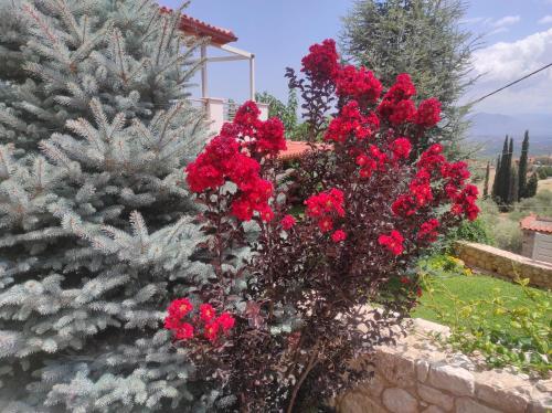a bush of red flowers next to a christmas tree at ''Shinohori'' Olive-Tree Apartment in Argos