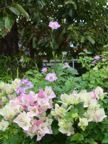 a bunch of pink and white flowers in a garden at Ban Boonchu in Phra Nakhon Si Ayutthaya