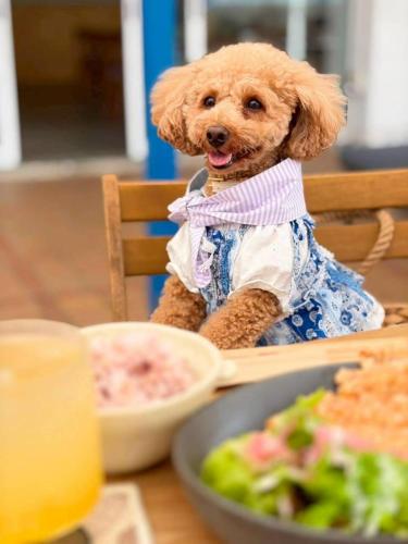 a brown dog sitting in a chair at a table at 535base in Tannowa