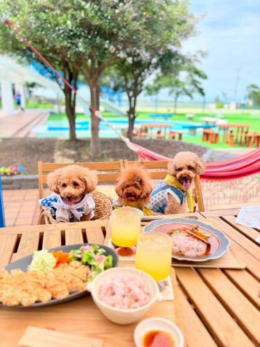 two dogs are sitting at a table with food at 535base in Tannowa