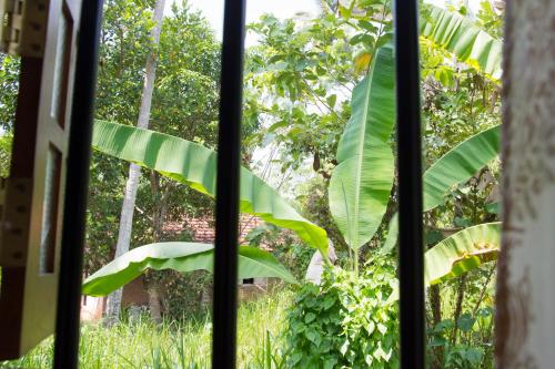a window with a view of a banana tree at Garden Inn in Mirissa