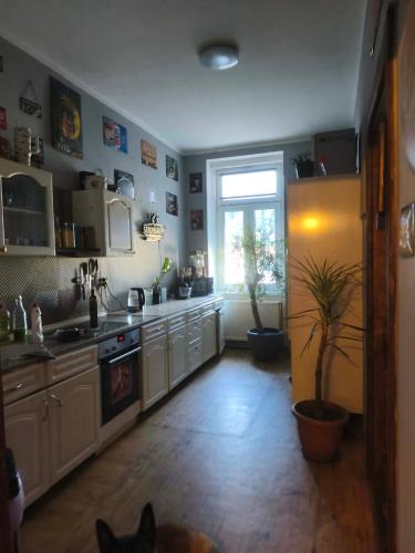 a kitchen with a cat sitting in the middle of it at Druhý domov in Podmokly