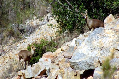 two deer standing on a rocky hillside at Akasha Mountain Retreat, new location in Heidelberg