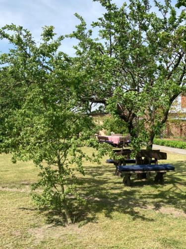 a picnic table under a tree in a field at Ostrowo Młyn in Wągrowiec