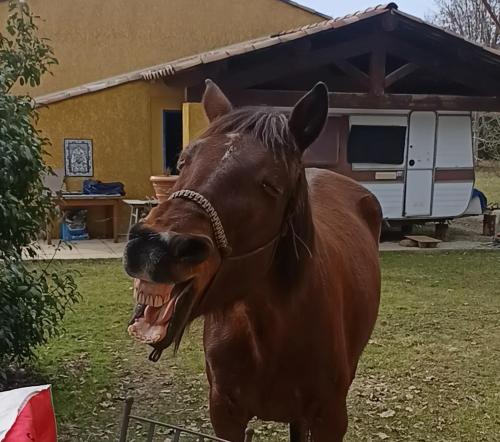 a brown horse with its mouth open in a yard at Divine Caravane in Digne-les-Bains