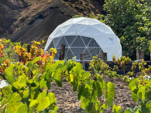 a white tent in a field of plants at Sodade Eco Camp in Portela