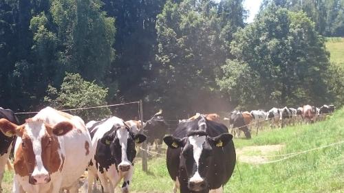 a herd of cows standing in a field at ERLEBNISBAUERNHOF Steinerhof in Kärnten in Liebenfels