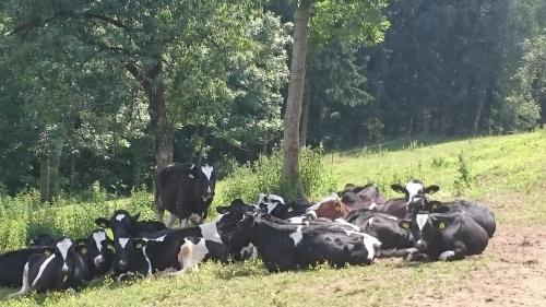 a herd of cows laying in a field at ERLEBNISBAUERNHOF Steinerhof in Kärnten in Liebenfels