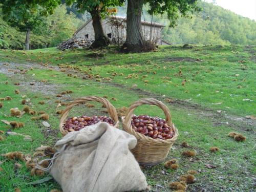 Gambar di galeri bagi Agriturismo Sorripe di Montelaterone