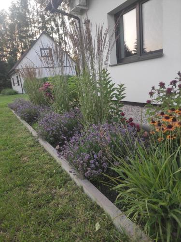 a garden with purple flowers in front of a house at Wigierska Piertówka in Leszczewo