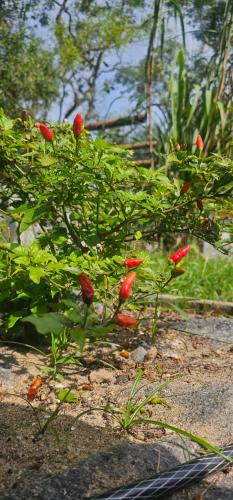 a plant with red flowers in a garden at Pousada Paraíso Guapi in Guapimirim