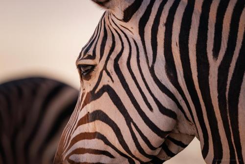 a close up of the face of a zebra at Rostock Ritz Desert Lodge in Cha-re
