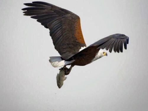 a bird flying in the sky with a fish in its claws at Lanseria Country Estate in Lanseria