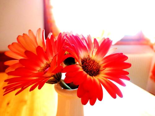 two red flowers are in a white vase at B&B Arcobaleno in Vittorio Veneto