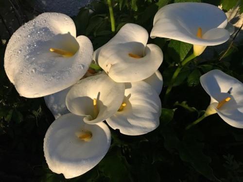 a group of white flowers with rain on them at Bradleigh Lodge in St Austell