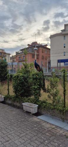 a bird is sitting on top of a bush at Arenzano rooms in Arenzano