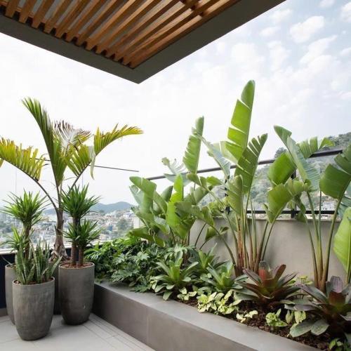 a row of plants in pots on a balcony at Elegance Hotel - Ben Thanh Market - Central HCMC in Ho Chi Minh City