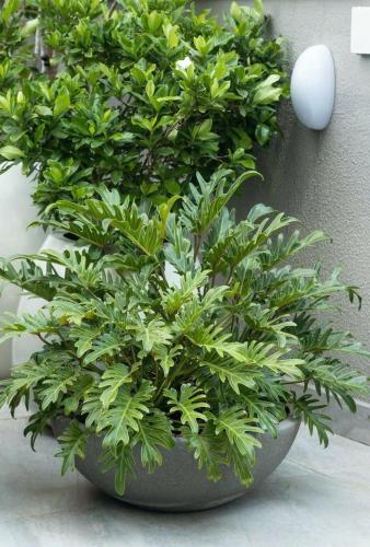 a green plant in a black pot next to a wall at Elegance Hotel - Ben Thanh Market - Central HCMC in Ho Chi Minh City