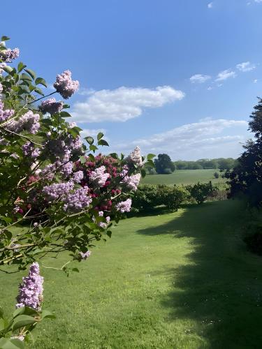 a tree with pink flowers on a green field at Sous Les Bruyères in Sainte-Marguerite