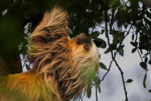 a swinging sloth hanging from a tree at Monteverde Magic Mountain Lodge in Monteverde Costa Rica