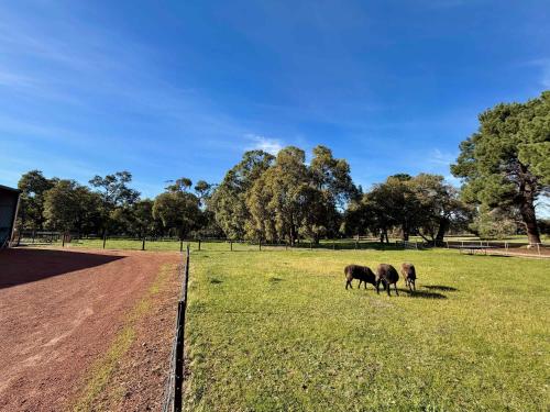 three horses grazing in a field next to a fence at Tiny Home in the Hills by Tiny Away in Perth