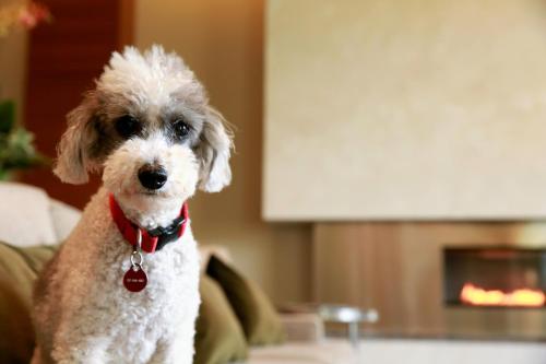 a small dog with a red collar sitting on a couch at I Hotel and Illinois Conference Center - Champaign in Champaign