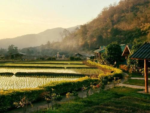 a field of crops with houses and mountains in the background at ดอยล้อมฟาร์มสเตย์ in Ban Muang Kut