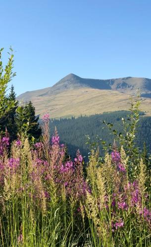 a field of flowers with a mountain in the background at Pensiunea Panoramic - Transalpina Rânca in Ranca