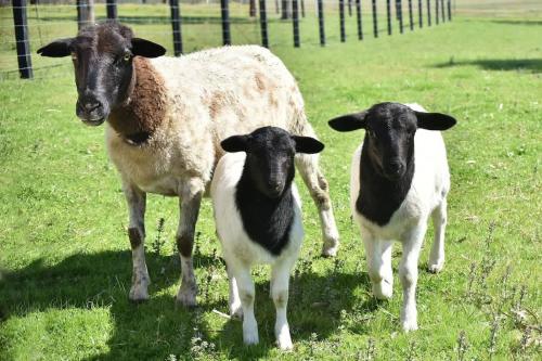 two sheep standing next to each other in a field at Andres Farm Cottage in Broke