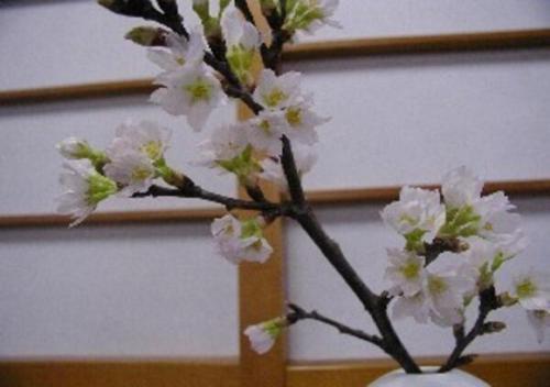 a branch with white flowers in a white vase at Wakaba Ryokan / Vacation STAY 29376 in Sakata