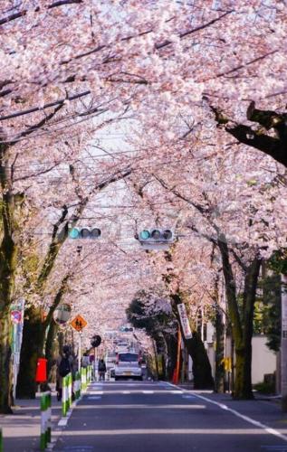 Hotel de SAKURA