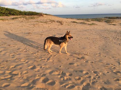 a dog standing in the sand on a beach at The Long Hostel in Arugam Bay