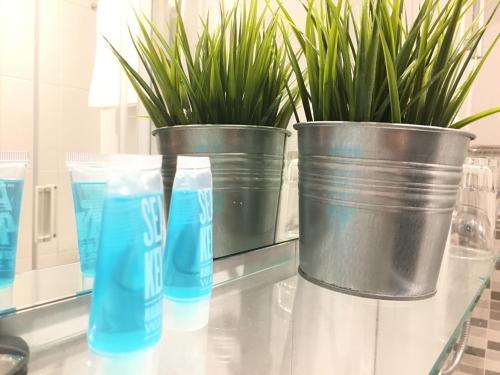 two potted plants sitting on a glass table at Pensión La Perla in Donostia-San Sebastián
